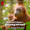 Secret Lives of Orangutans